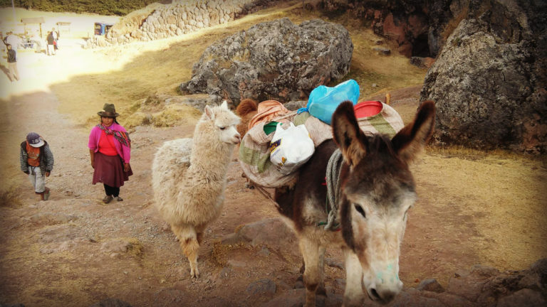 donkey alpaca cusco peru spiritual journey
