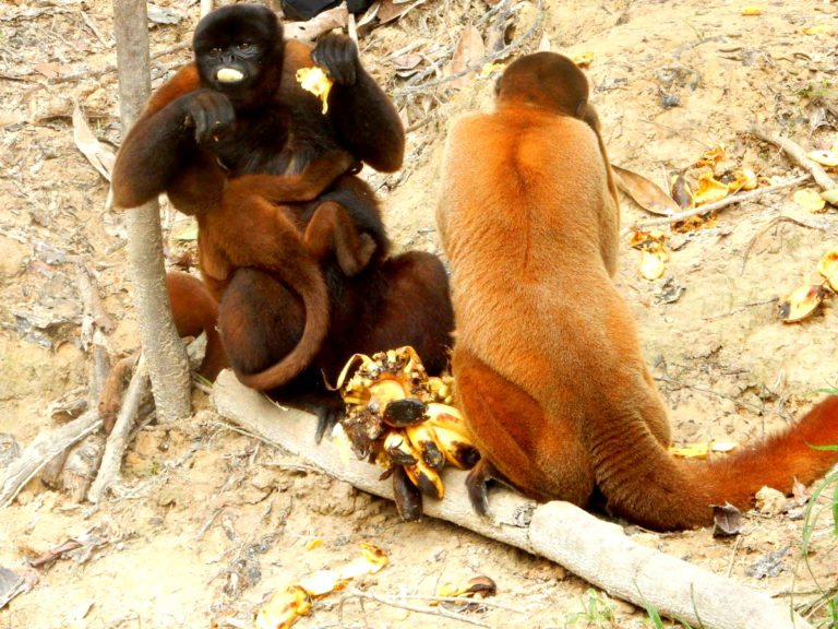 Amazon Jungle Monkeys Peru Spiritual Journey Cindy Eyler